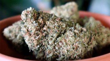 cbd flower strains of 2021